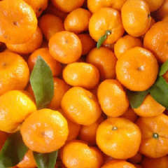 衢州市毛建东：代客收购衢州12月上市