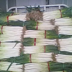 青岛市王先生：日本铁杆大葱12月上市