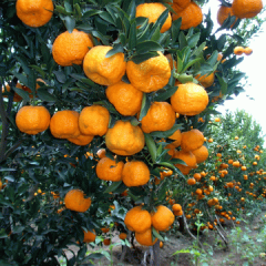 2013年柑橘大量销售中