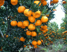 2013年柑橘大量销售中