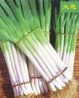 枣庄市孙玉利：日本铁杆大葱12月上市