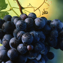 供应绿色水果葡萄