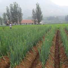 济宁市周焕同：日本铁杆大葱12月上市