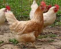 海口市钟光：文昌鸡苗12月上市