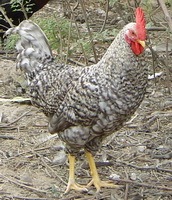 海口市钟光：芦花鸡苗12月上市