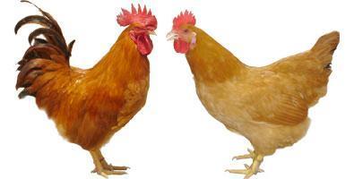 海口市钟光：三黄鸡12月上市