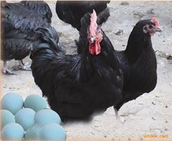 海口市钟光：黑凤乌鸡苗12月上市