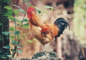 海口市钟光：南丹瑶鸡苗12月上市