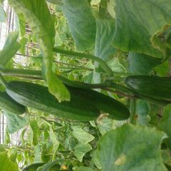 商丘市张彦伟：以色列小黄瓜12月上市