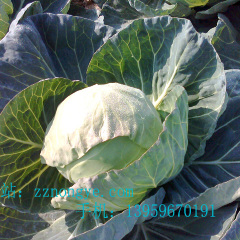 福建漳州漳浦甘蓝（中甘、珍珠）