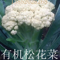 徐州市郑雷：白面青梗松花菜(散