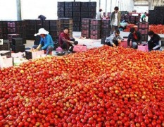 楚雄彝族自治州李宇：石头番茄12月上市