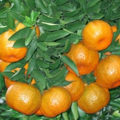 衢州市冯经理：衢州柑橘12月上市