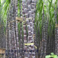 崇左市农先生：黑皮果蔗甘蔗9月上市