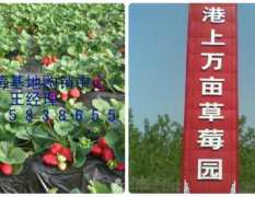 徐州港上万亩草莓园有新鲜反季草莓