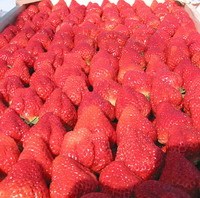 徐州草莓批发供应 美国甜查理草莓