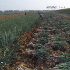 青岛市隋尚飞：日本铁杆葱12月上市