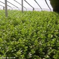 济南市崔先生：美国西芹12月上市