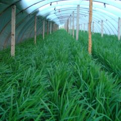 聊城市吴龙：韭菜12月上市