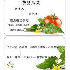 临沂市硬粉西红柿12月上市