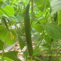 济宁市孔令玉：721黄瓜9月上市