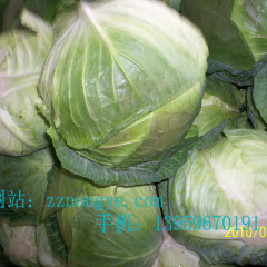 漳州市魏文：台湾铁头包菜12月上市