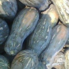 湖北大量供应蜜本南瓜(0.3元/斤左右）