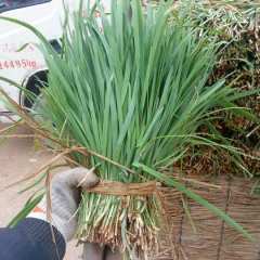 开封市董海朋：平科系列12月上市