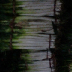 潍坊市周：长白大葱12月上市