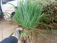 开封市董伟杰：平韭6号韭菜10月上市