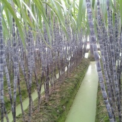 广西玉林市博白县刘毅：黑皮甘蔗12月上市