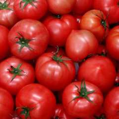 泰安市宋先生：硬粉洗红柿12月上市