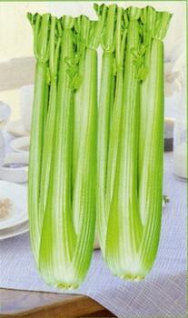 菏泽市何洪振：美国西芹11月上市