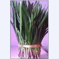 烟台市尹先生：烟台韭菜12月上市