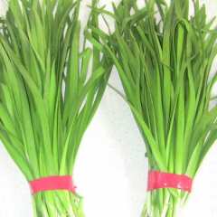 开封市朱万里：平韭4号韭菜12月上市