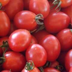 海南圣女果12月上市