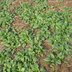 济宁市曹先生:大叶菠菜12月上市