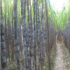 供应广西黑皮甘蔗