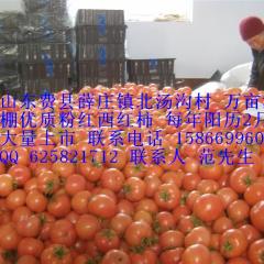 临沂市薛庄镇金鹏1.8元/斤