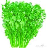 聊城市莘县河店镇优质香菜1.8元/斤