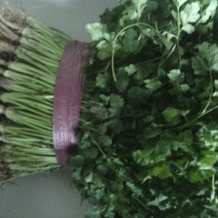 聊城市河店香菜1.8-2.2元/斤