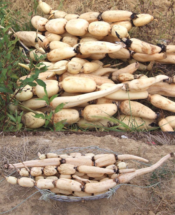 供应徐州市京杭运河附近鄂莲五号14元斤