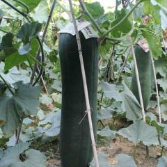 清远最好的冬瓜