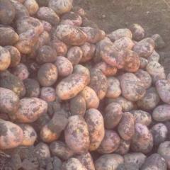 河北围场红皮土豆（荷兰14）行情播报