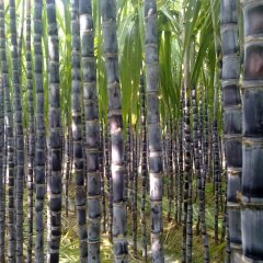 號外，各位甘蔗老闆注意啦，廣東番禺甘蔗大量上市了