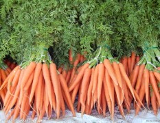 周口市万亩绿色瓜果蔬菜基地红白萝卜0.25-0.3元/斤