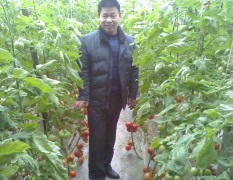 潍坊市西红柿种植园大红1.9元/斤