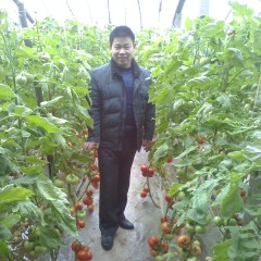 潍坊市西红柿种植园大红1.9元/斤
