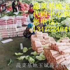 大量供应北京新三号大白菜