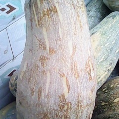 湖北南瓜大量上市有意者来购